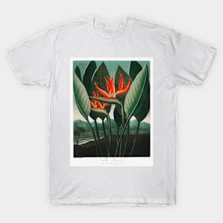 Bird of Paradise Antique Botanical Illustration T-Shirt